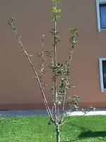 IMAG1401.webp