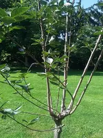 IMAG1405.webp