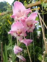 DSC09038.webp