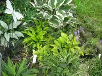 IMG_zwerge_1024x768.webp