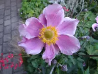 Japanische Anemone.webp