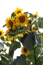 IMG_0099.webp