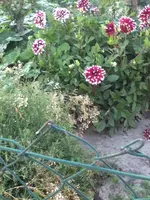 229.webp