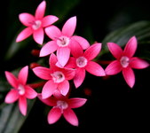 4P_HZWallpaperBoxHDA1655.webp