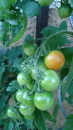 DSC01838 Zuckertomate.webp