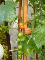 DSC09346.webp