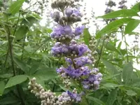 006.webp