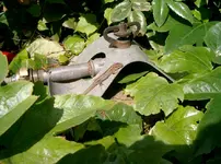 Sprühregner-WM--mit-Eidechse-WEB.webp