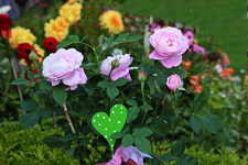 Mme Hardy2_smaller.webp
