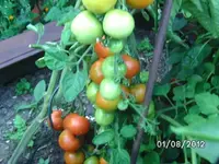 k-BILD1286.webp