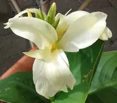 Canna (weiß), 31.07.12.webp