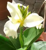 Canna1 (weiß), 31.07.12.webp