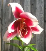Lilie, 02.08.12.webp