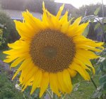 Sonnenblume, 01.08.12.jpg