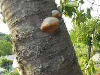 Garten 020.webp