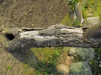 Garten 021.webp