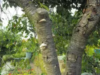 Garten 022.webp