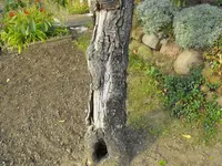 Garten 023.webp