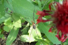 2012_0802Sommer0019 spinne.webp