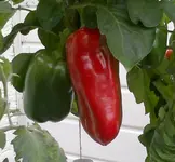 Paprika rot.webp