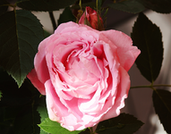 sich öffnende Blüte_smaller.webp