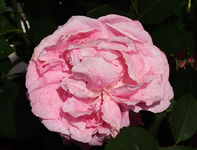 voll erblüht_rosa mit roten Sprenkeln_smaller.webp