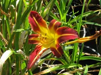 IMG_black emanuelle2_1024x768.webp