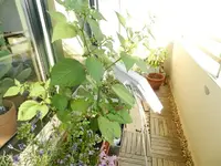 DSCN4282 (Small).webp