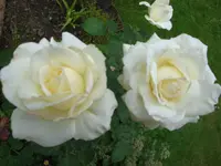 Camelia.webp