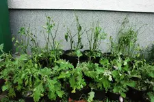 DSC00077_.webp