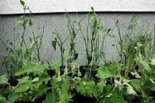 DSC00083_.webp