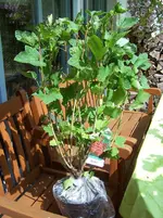 Johannisbeere.webp