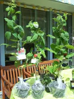 Himbeeren.webp