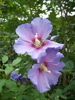 Hibiskus.webp