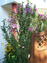 Hibiskus1.webp