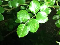 IMG_0467.webp