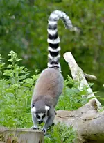 DSC_9120 Katta.webp