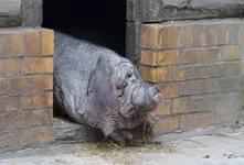 DSC_9466 Maskenschwein.webp
