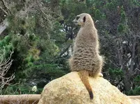 Meerkat v.webp