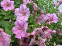 023.webp