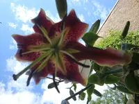Scheherazade.webp