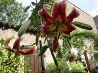 Scheherazade (2).webp