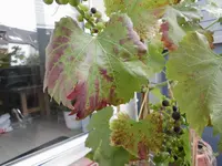 CIMG0059.webp