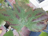 CIMG0060.webp