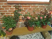 WP_000155.webp
