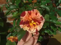 WP_000156.webp