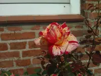 WP_000158.webp