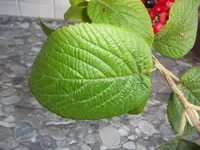 DSCF3342.webp