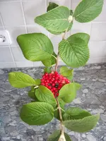 DSCF3341.webp