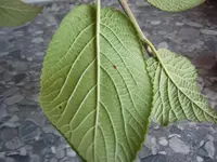 DSCF3343.webp